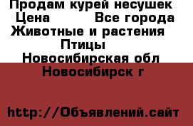 Продам курей несушек › Цена ­ 350 - Все города Животные и растения » Птицы   . Новосибирская обл.,Новосибирск г.